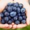 Love 9 Low Calorie Snacks